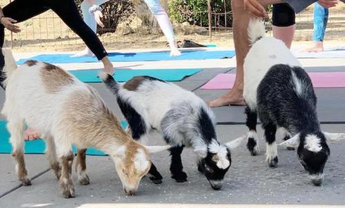 Three goats are eating on a yoga mat while people practice yoga in the background.