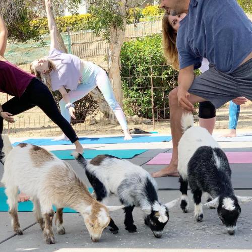 A group of people practicing yoga outdoors with playful goats wandering among them.