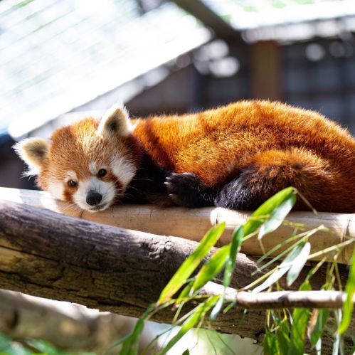 A red panda resting on a branch, surrounded by greenery, with a soft expression and fluffy fur.