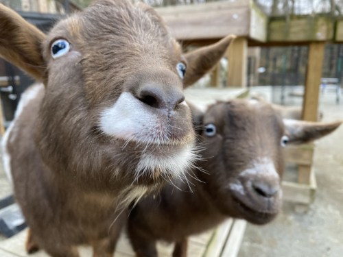 Two curious goats with big eyes, one in the foreground and the other slightly behind, on a wooden platform.