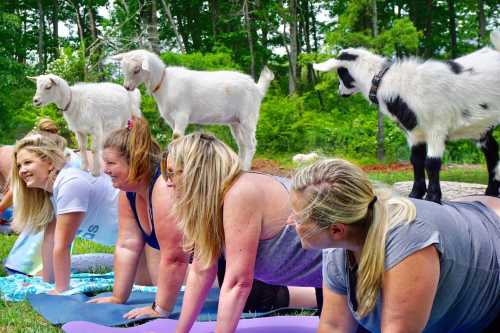 A group of women doing yoga outdoors, with goats playfully standing on their backs.