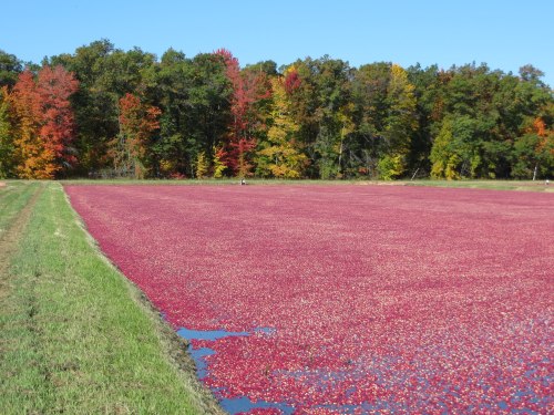 A vibrant cranberry bog filled with bright red cranberries, surrounded by colorful autumn trees under a clear blue sky.