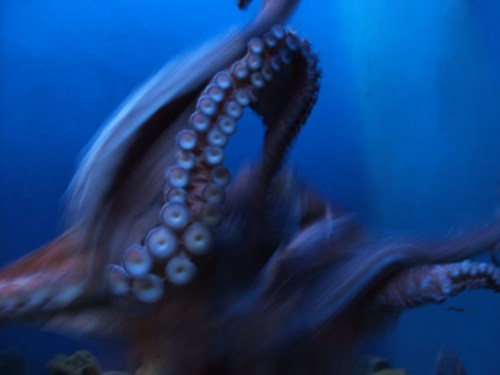 A blurred image of an octopus swimming in blue water, showcasing its long, textured tentacles.