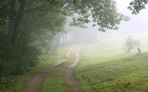 A winding dirt path through a misty forest, surrounded by lush greenery and soft, diffused light.