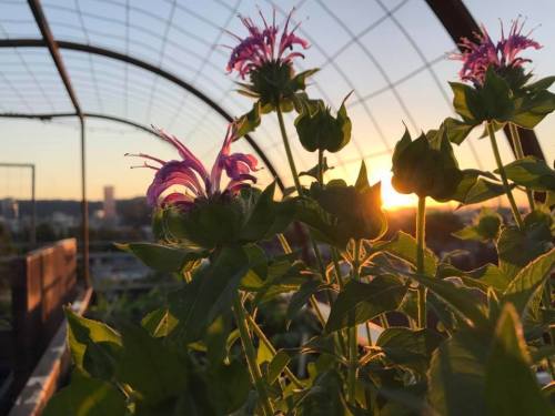 Sunset view through a greenhouse, featuring vibrant flowers in the foreground and a city skyline in the background.