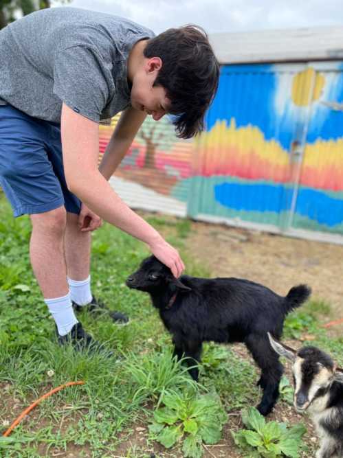 A person pets a small black goat in a grassy area, with a colorful mural in the background.