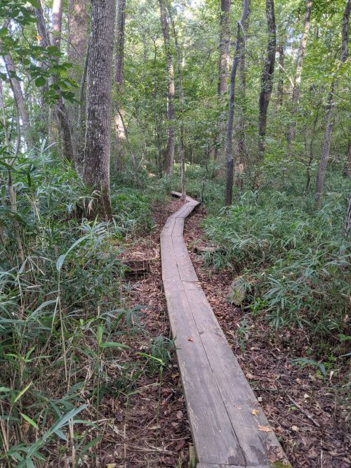 A wooden boardwalk winding through a lush green forest with trees and underbrush on either side.