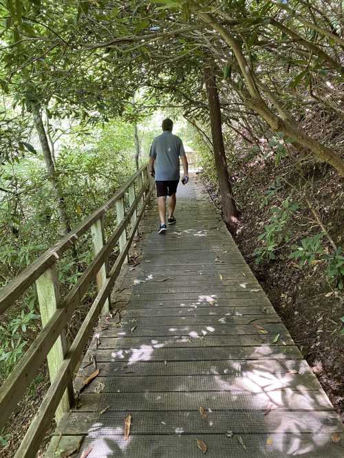 A person walks along a wooden path surrounded by lush greenery and trees. Sunlight filters through the leaves.