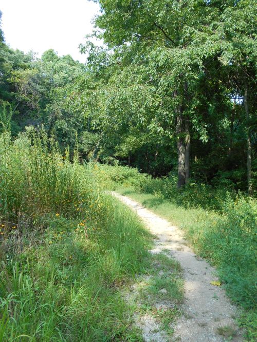 A winding dirt path through lush greenery and tall trees in a serene forest setting.