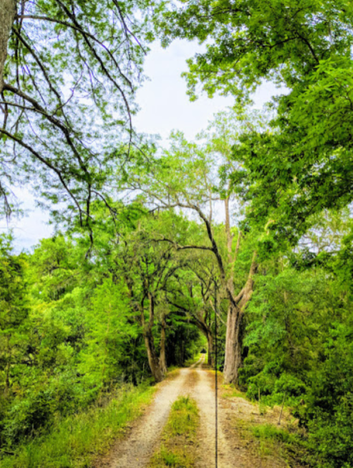 A serene dirt path lined with lush green trees, leading into a peaceful forest.