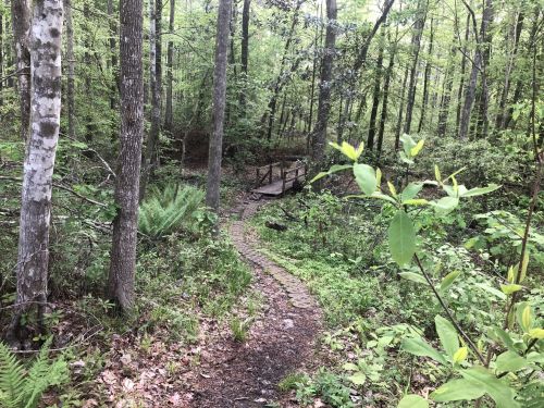 A winding path through a lush green forest, leading to a small wooden bridge.