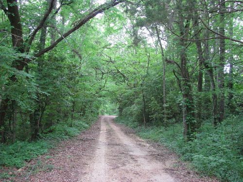 A dirt path winding through a lush, green forest with trees arching overhead.