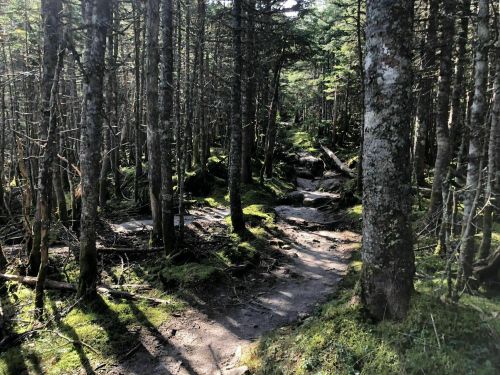 A winding dirt path through a dense forest of tall trees and lush green moss. Sunlight filters through the branches.