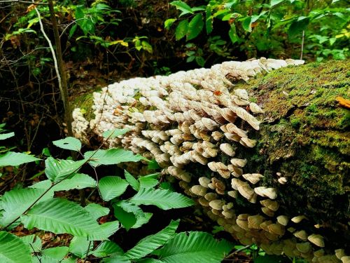A moss-covered log in a forest, adorned with clusters of white mushrooms and surrounded by green leaves.