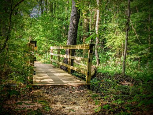 A wooden bridge in a lush green forest, surrounded by trees and foliage.