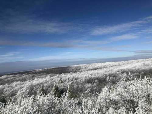 A snowy landscape under a clear blue sky, with frosted trees stretching across the horizon.