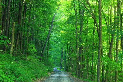 A serene dirt road winding through a lush green forest with tall trees and dappled sunlight.