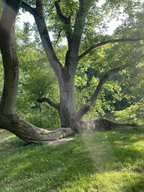 A large tree with sprawling branches and lush green leaves beside a calm body of water. Sunlight filters through the foliage.