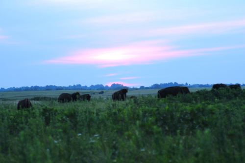 Silhouetted elephants graze in a grassy field at sunset, with soft pink and blue hues in the sky.