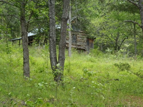 A rustic wooden cabin nestled among lush green trees and grass in a serene forest setting.