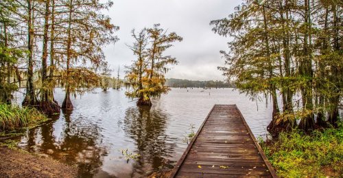 A wooden dock extends into a calm lake surrounded by cypress trees and a misty sky.
