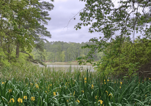 A serene lake view surrounded by lush greenery and yellow flowers under a cloudy sky.