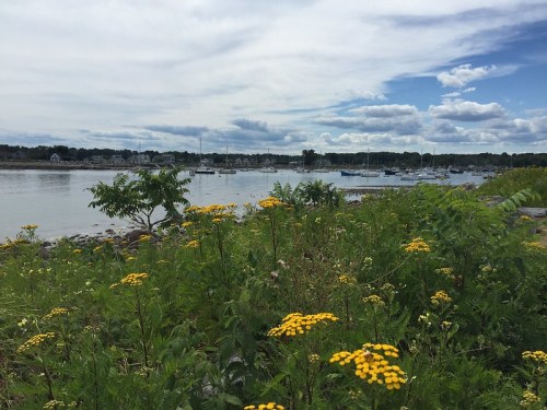 A scenic view of a calm river with boats, surrounded by yellow flowers and a cloudy sky.