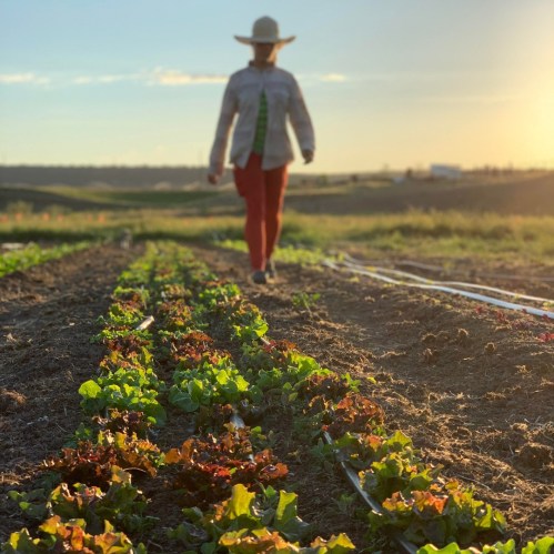 A person in a wide-brimmed hat walks through rows of vibrant lettuce in a sunlit field at sunset.