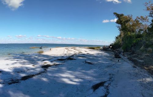 A serene beach scene with white sand, gentle waves, and scattered vegetation under a clear blue sky.