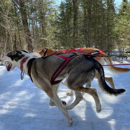Two sled dogs in harnesses running on snow, surrounded by trees in a winter landscape.