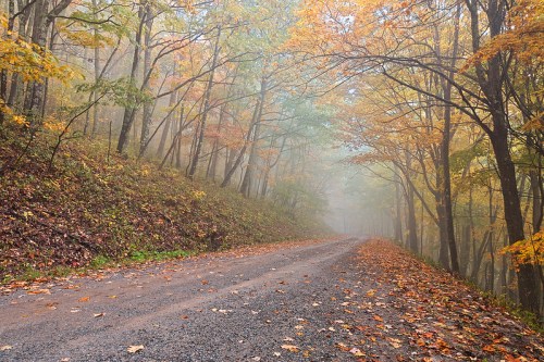 A misty road lined with trees displaying vibrant autumn foliage and scattered leaves on the ground.