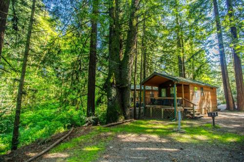 A cozy cabin nestled among tall trees in a lush green forest, with a small porch and outdoor seating area.