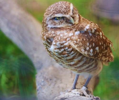 A close-up of a brown and white speckled owl perched on a branch, with a focused expression and green background.