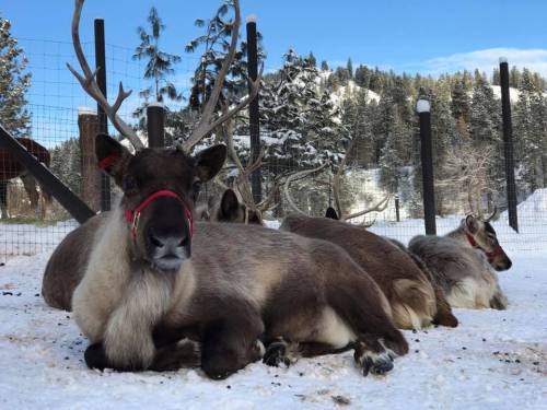 A group of reindeer resting on snow, surrounded by trees and a fence in a winter landscape.