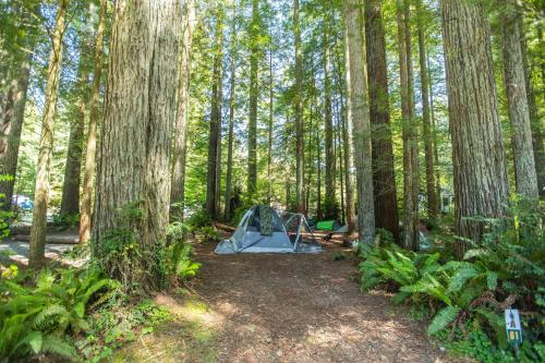 A tent set up in a forest clearing surrounded by tall trees and lush greenery.