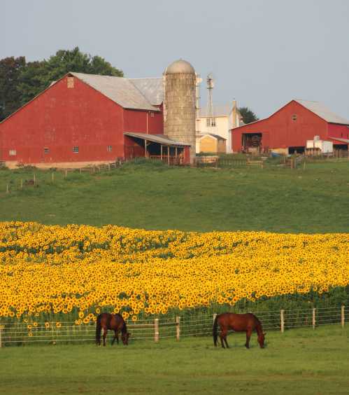 A vibrant field of sunflowers in front of a red barn and two horses grazing in a green pasture.