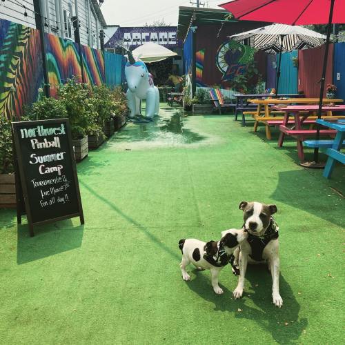 Two dogs stand on a colorful, grassy area with vibrant murals, picnic tables, and a large unicorn statue in the background.