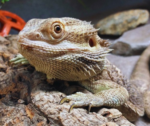 A close-up of a bearded dragon resting on a textured surface, showcasing its detailed scales and bright eyes.