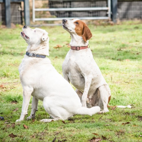 Two dogs sitting on grass, one white with a collar and the other brown and white, both looking upwards.
