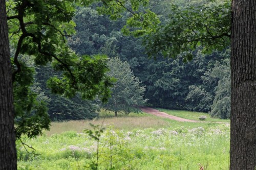 A serene landscape featuring a path through a grassy field, framed by trees and lush greenery.