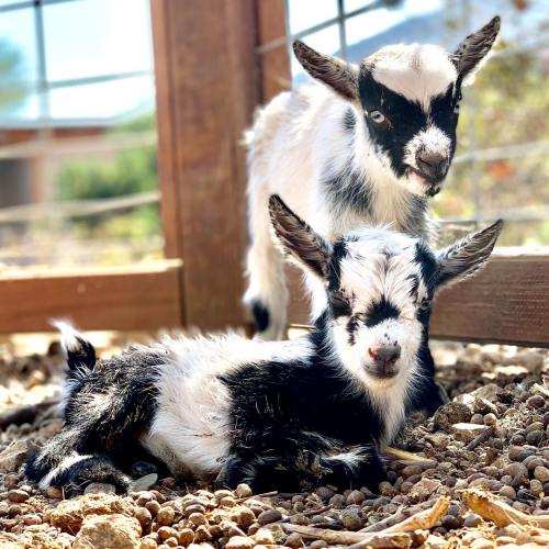 Two adorable black and white baby goats resting on gravel, with one sitting and the other standing nearby.