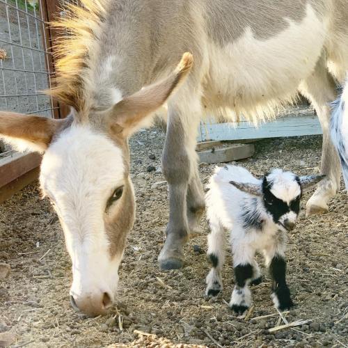 A goat and its adorable black and white kid standing together in a sunny barnyard.