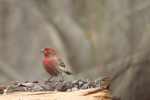 A small bird with a red head and brown body stands on a log, surrounded by a blurred natural background.