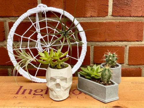 A dreamcatcher with a white web hangs above various potted succulents and cacti on a wooden surface.