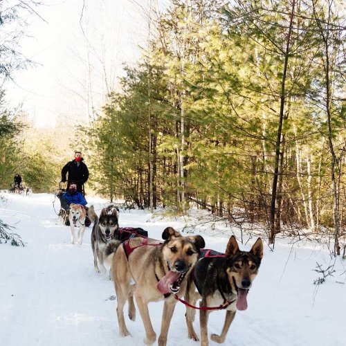 A team of sled dogs pulls a sled through a snowy forest, with a person riding in the sled behind them.