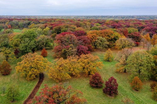 Aerial view of a vibrant autumn landscape with trees in shades of red, orange, and yellow across a green field.