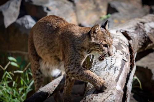 A bobcat walking on a fallen log in a natural setting, surrounded by rocks and greenery.