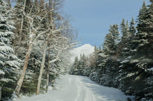 A snowy path winds through trees, leading to a mountain peak in the distance under a clear blue sky.