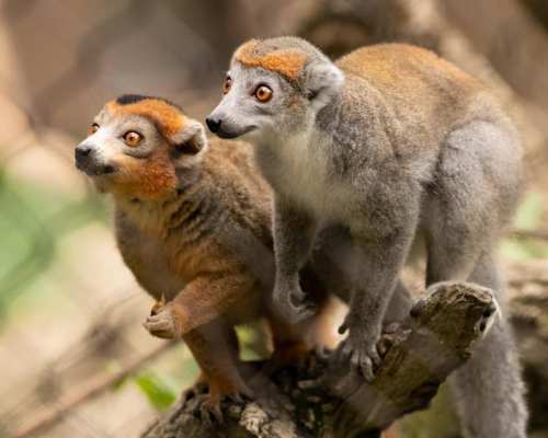 Two small, furry lemurs with orange and gray fur, perched on a branch, looking curiously at their surroundings.