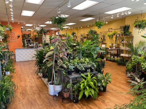 A vibrant plant shop filled with various indoor plants, shelves, and a welcoming atmosphere.